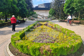 Разград - цветя - засаждане