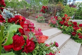 Румъния -  Фестивал на флоралното изкуство в Тимишоара