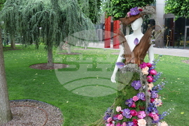 Румъния -  Фестивал на флоралното изкуство в Тимишоара