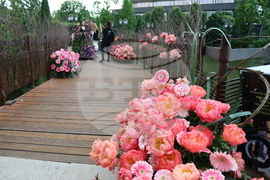 Румъния -  Фестивал на флоралното изкуство в Тимишоара