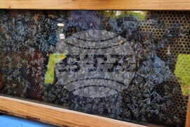 Международен ден на пчелите - фестивал