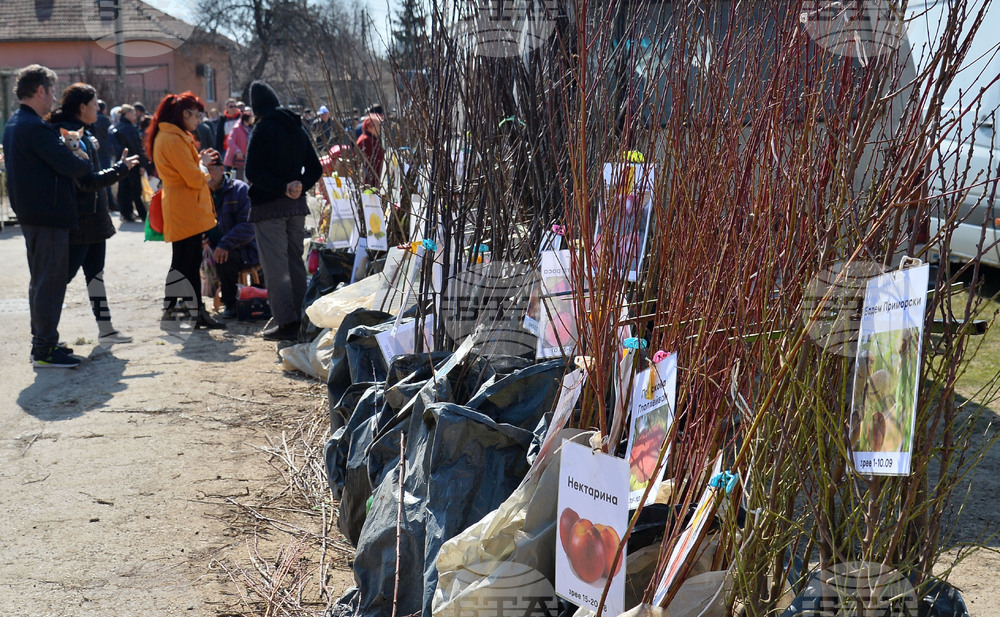 Исперих - кооперативен пазар - овощни дръвчета