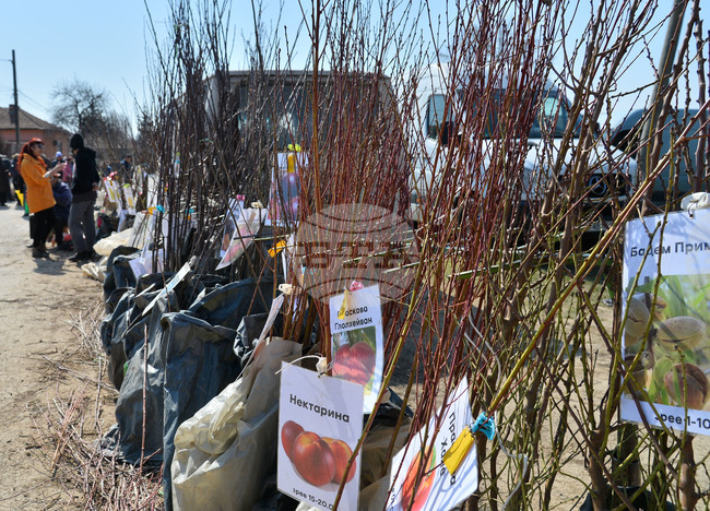 Исперих - кооперативен пазар - овощни дръвчета
