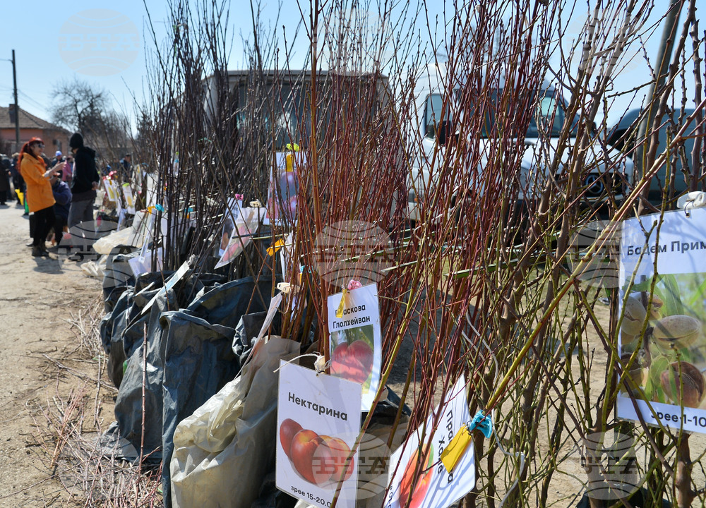 Исперих - кооперативен пазар - овощни дръвчета