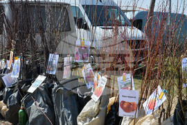 Исперих - кооперативен пазар - овощни дръвчета