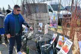 Исперих - кооперативен пазар - овощни дръвчета