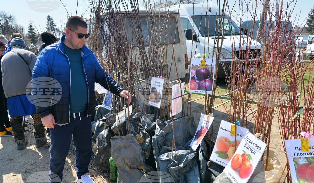 Исперих - кооперативен пазар - овощни дръвчета