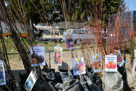 Исперих - кооперативен пазар - овощни дръвчета