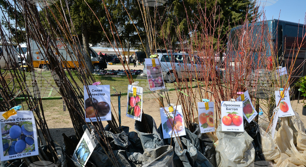 Исперих - кооперативен пазар - овощни дръвчета
