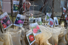 Исперих - кооперативен пазар - овощни дръвчета