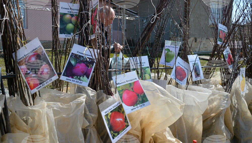 Исперих - кооперативен пазар - овощни дръвчета