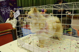 Габрово - карнавал - ревю