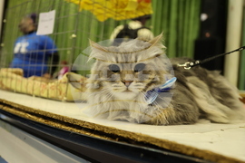 Габрово - карнавал - ревю