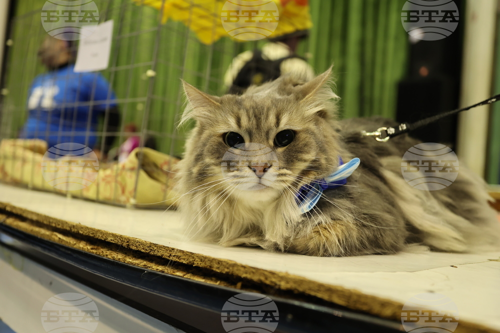 Габрово - карнавал - ревю