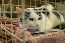 Габрово - карнавал - ревю