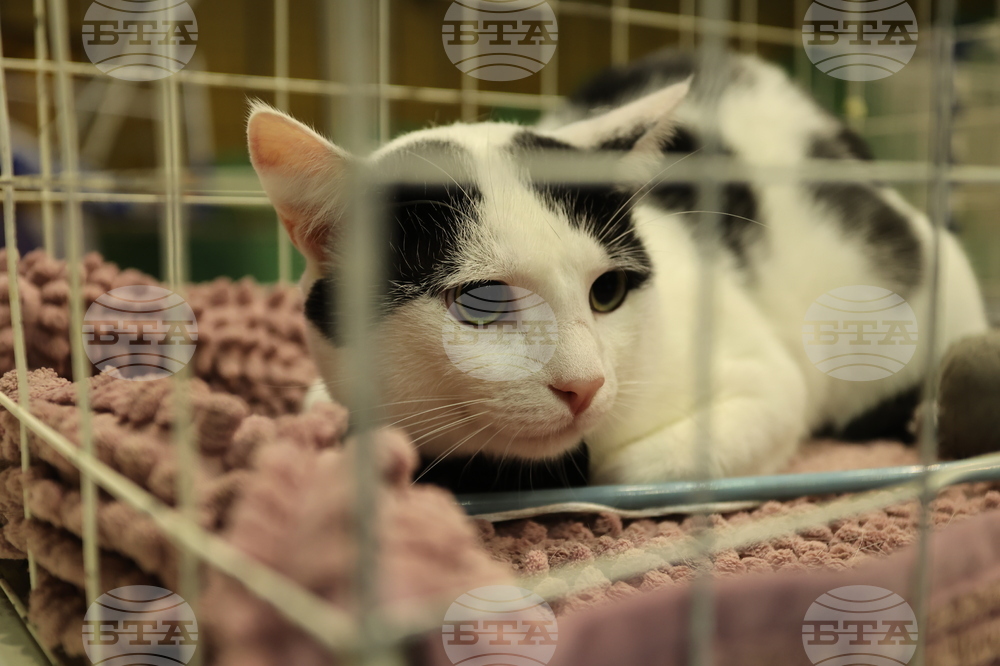 Габрово - карнавал - ревю