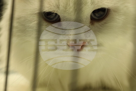 Габрово - карнавал - ревю