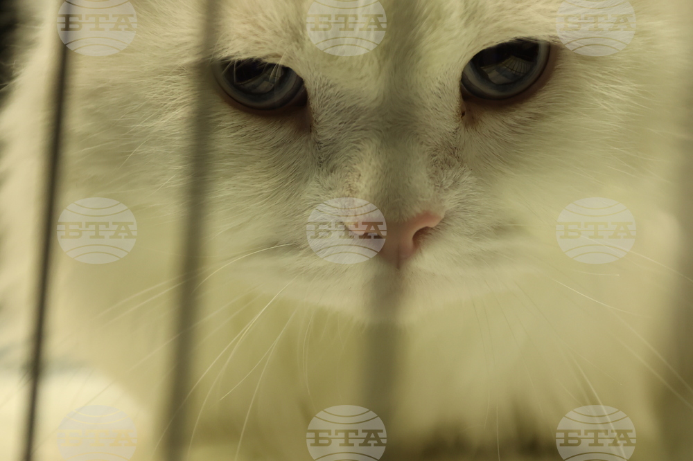 Габрово - карнавал - ревю