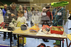 Габрово - карнавал - ревю