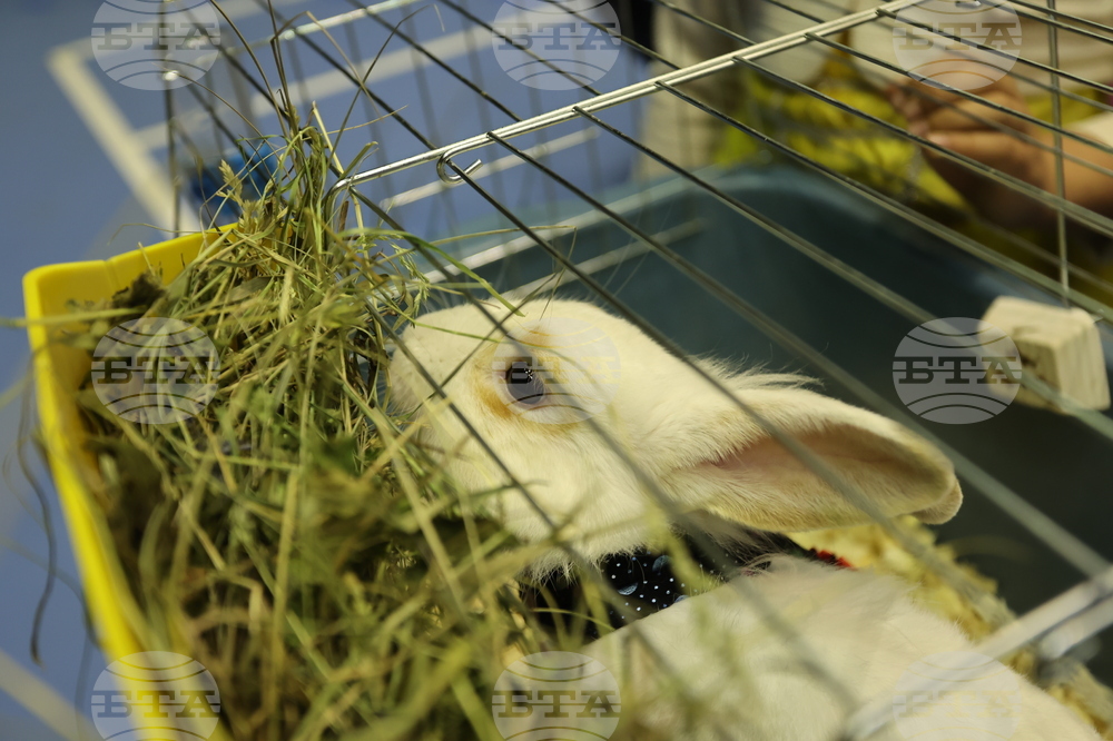 Габрово - карнавал - ревю