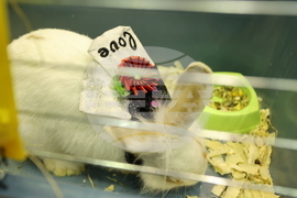 Габрово - карнавал - ревю