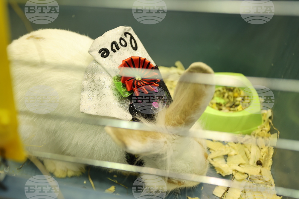 Габрово - карнавал - ревю