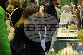 Габрово - карнавал - изложба на котки