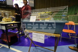 Габрово - карнавал - изложба на котки