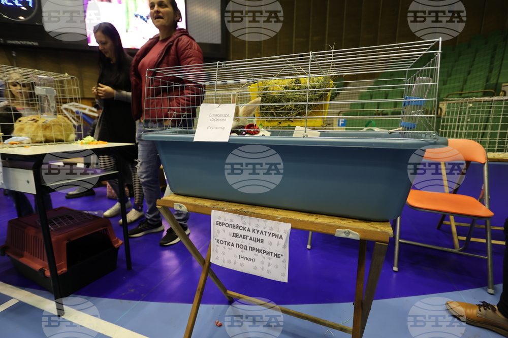 Габрово - карнавал - изложба на котки