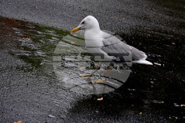 Бургас - дъждовно време