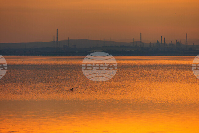 Българското дружество за защита на птиците установи рекорден за страната ни брой тръноопашати потапници в Бургаското езеро 