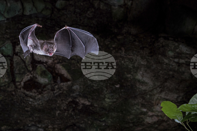 Китайски учени използват протеинов езиков модел на изкуствен интелект, за да изследват еволюцията