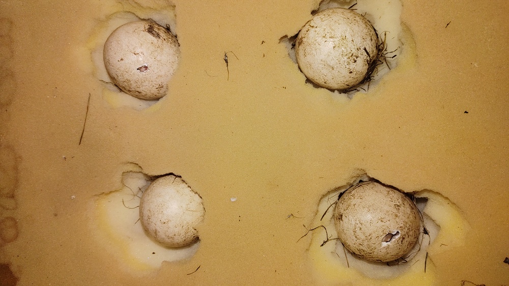 БТА :: Яйца на Бял щъркел са спасени в Троянско