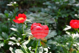 Село Тодорово - червен божур - любопитно