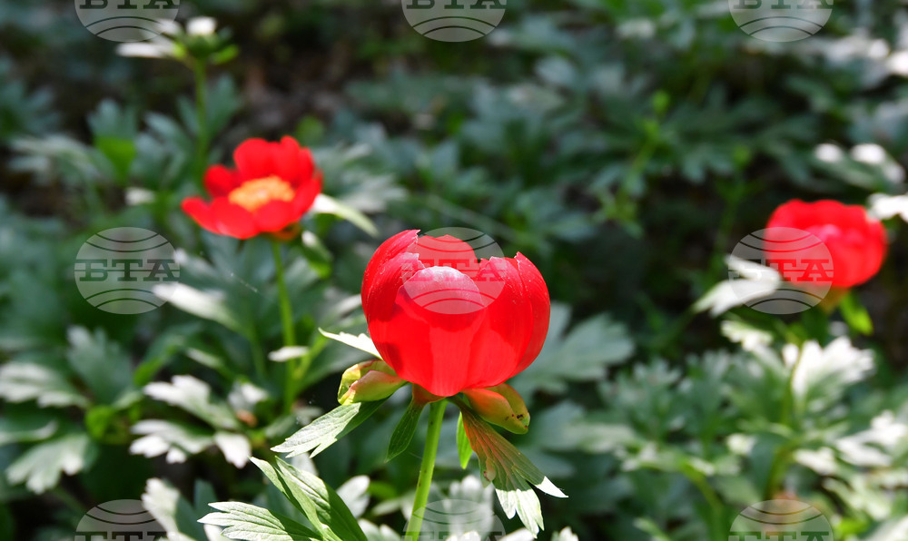 Село Тодорово - червен божур - любопитно