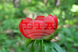 Село Тодорово - червен божур - любопитно