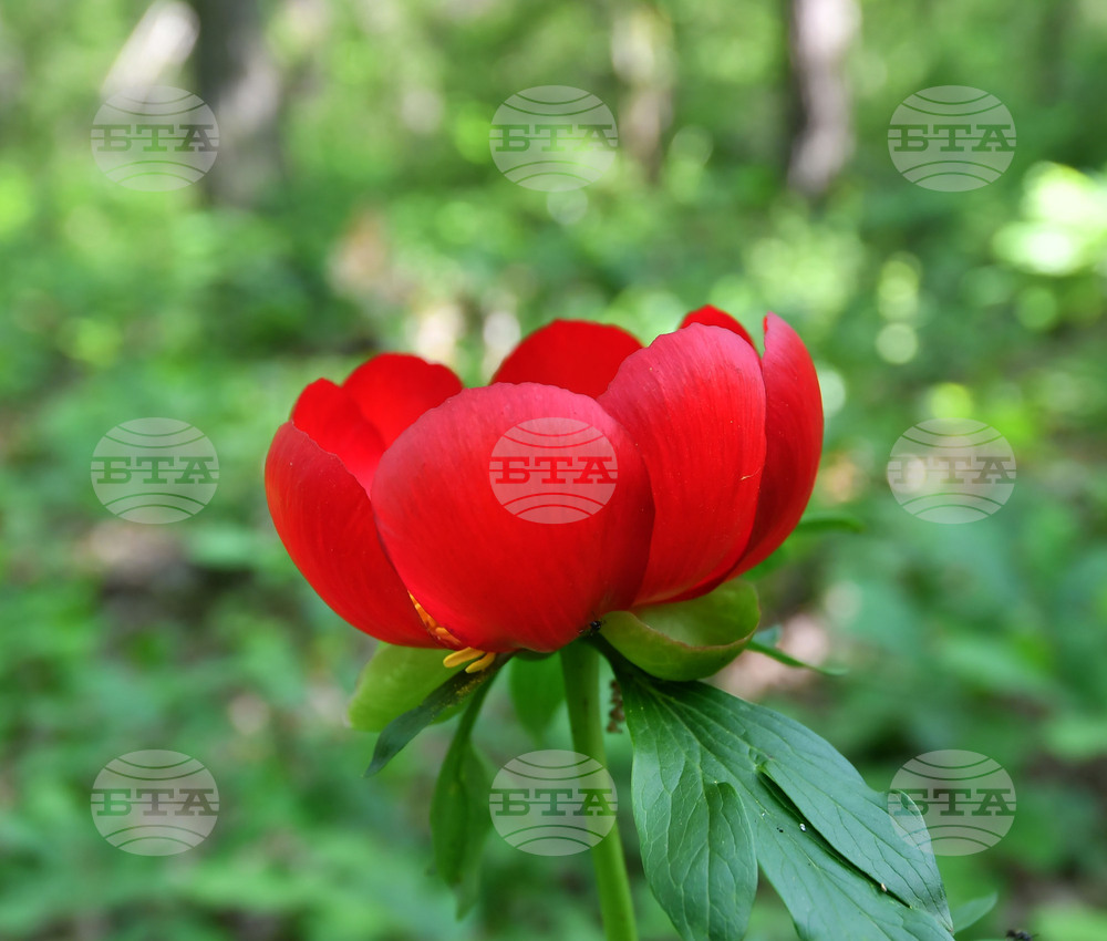 Село Тодорово - червен божур - любопитно