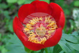 Село Тодорово - червен божур - любопитно