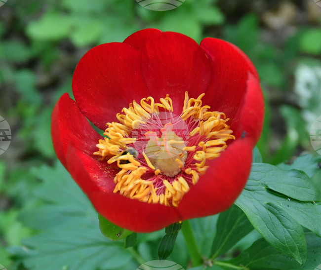 Село Тодорово - червен божур - любопитно