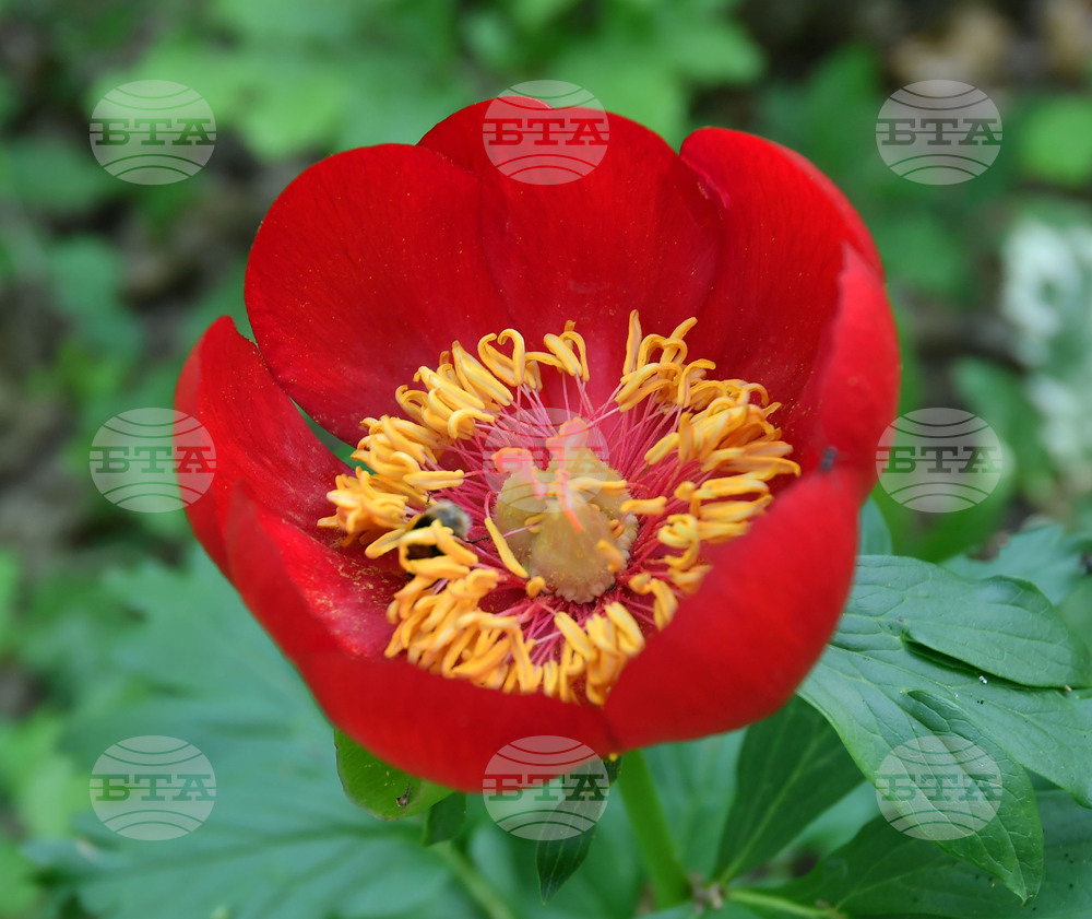 Село Тодорово - червен божур - любопитно