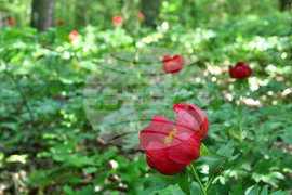 Село Тодорово - червен божур - любопитно