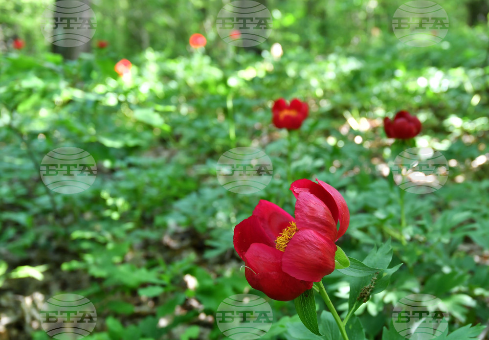 Село Тодорово - червен божур - любопитно