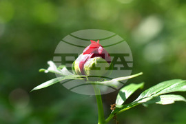 Село Тодорово - червен божур - любопитно