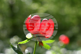 Село Тодорово - червен божур - любопитно