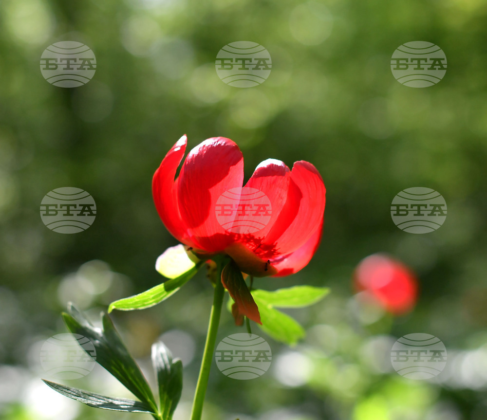 Село Тодорово - червен божур - любопитно