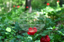 Село Тодорово - червен божур - любопитно