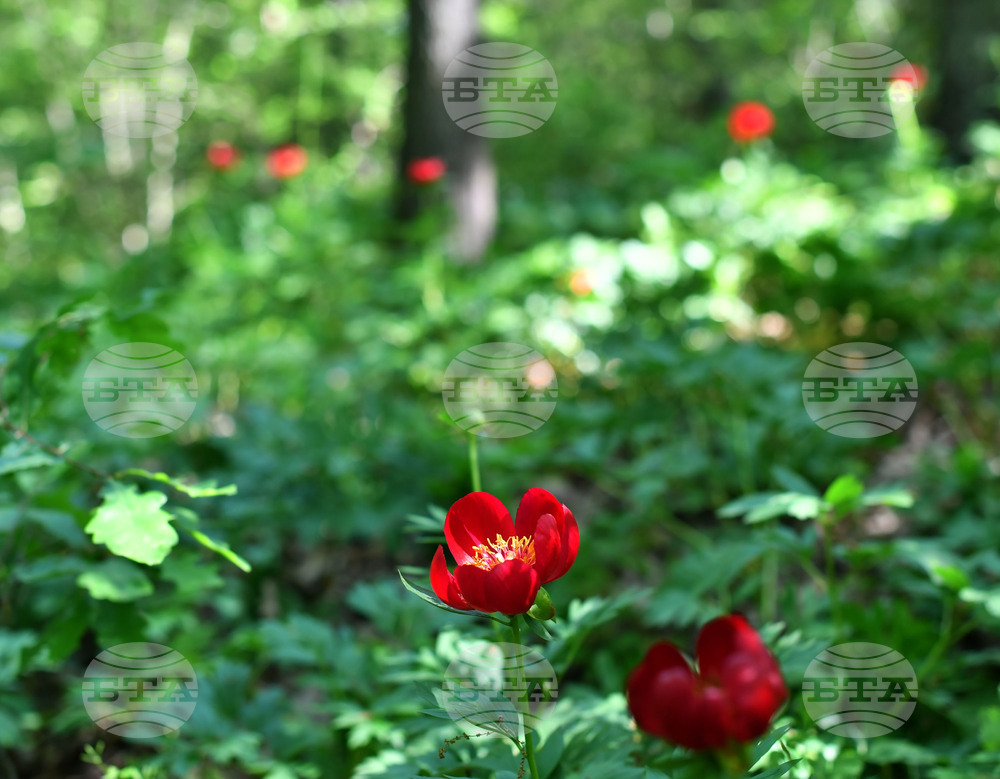 Село Тодорово - червен божур - любопитно