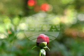 Село Тодорово - червен божур - любопитно