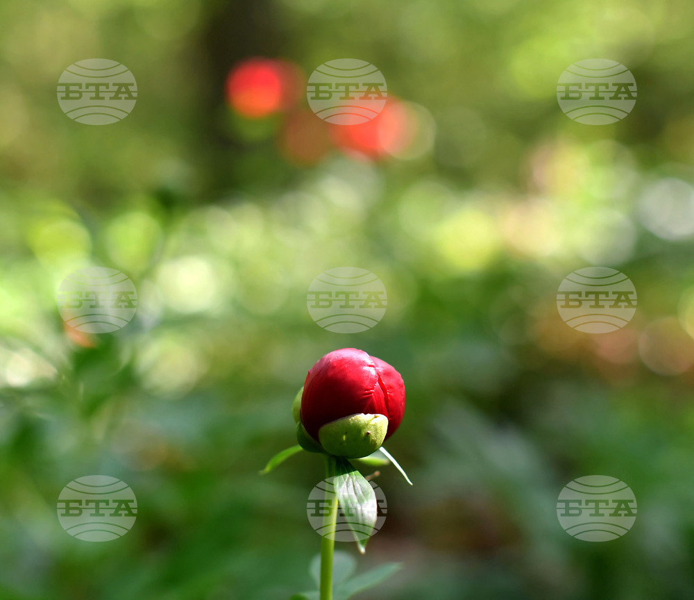 Село Тодорово - червен божур - любопитно