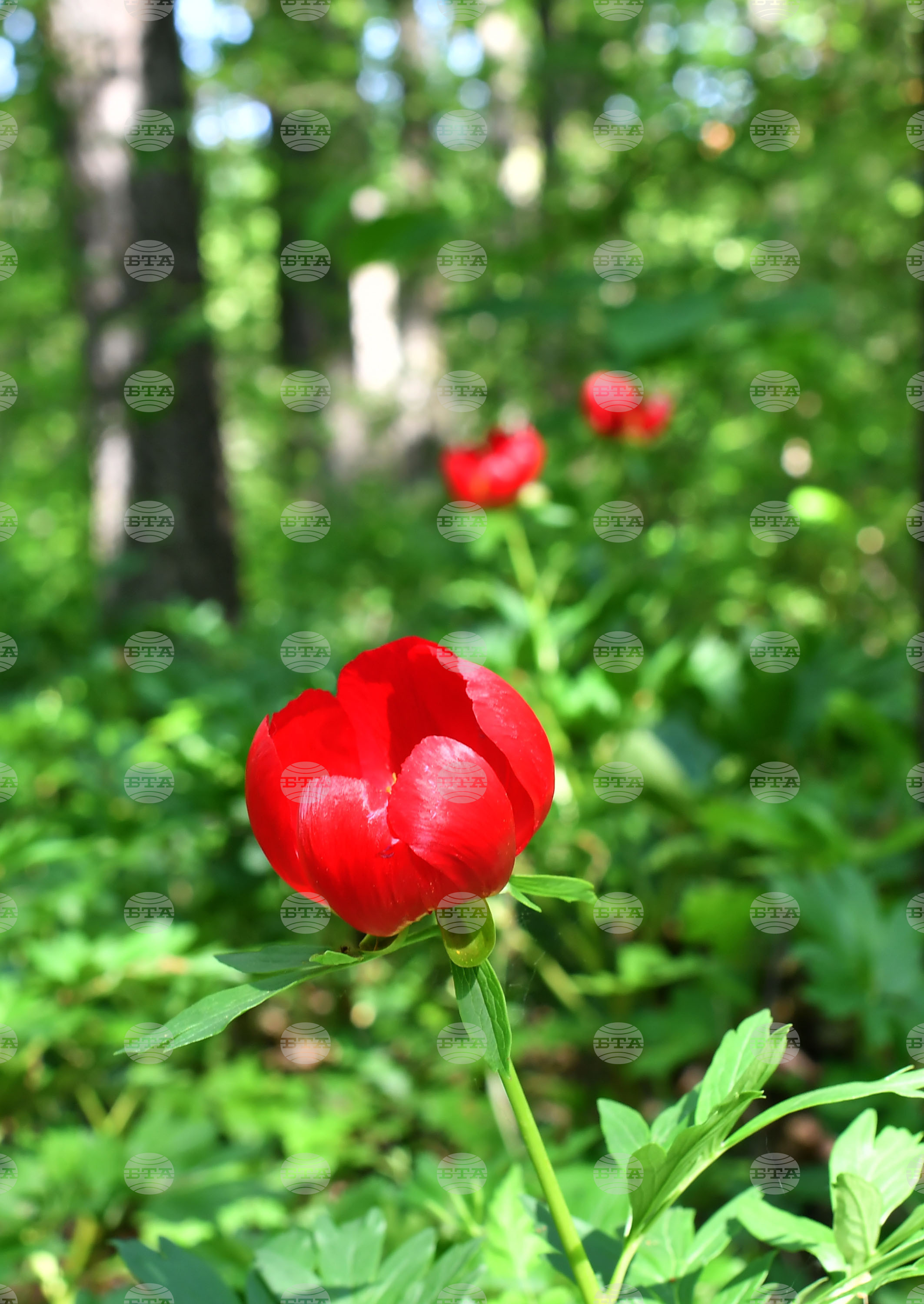 Село Тодорово - червен божур - любопитно